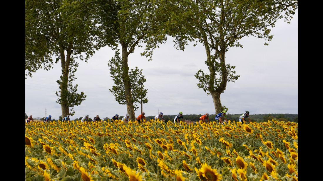 The pack of riders glide past a field of sunflowers Friday.