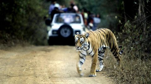 The Supreme Court of India has banned tourism in tiger parks such as this one in Rajasthan, India.