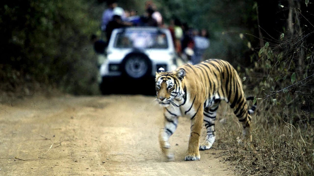 tiger tourism industry