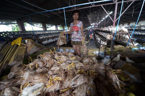 A farmer piles up chickens that drowned at a flooded farm in the outskirts of Chongqing, China, July 22.