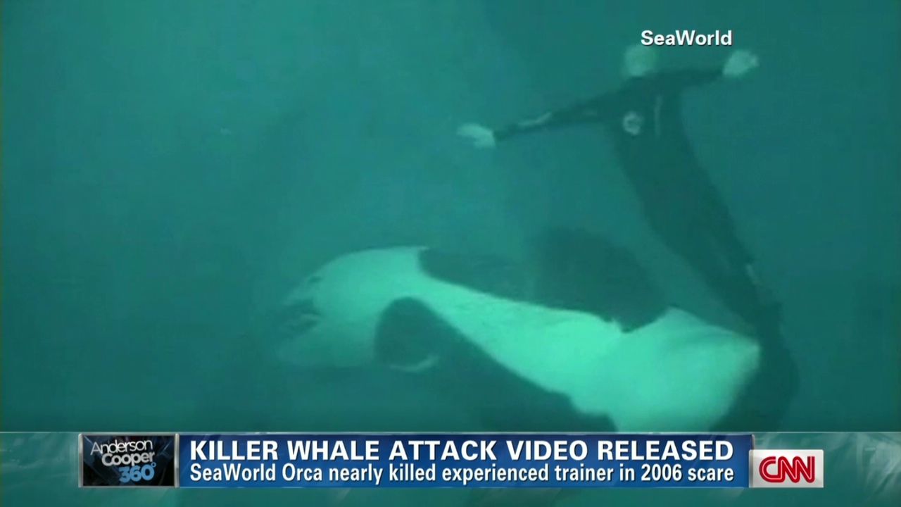 orcas seaworld attack