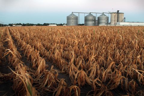 A field of dead corn sits next to the Lincolnland Agri-Energy ethanol plant in Palestine, Illinois, on Wednesday, July 25.