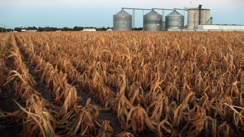 A field of dead corn sits next to the Lincolnland Agri-Energy ethanol plant in Palestine, Illinois, on Wednesday, July 25.