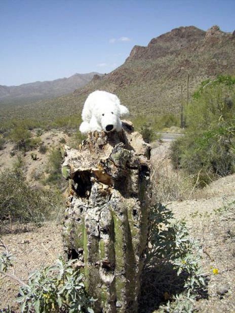 Bear accompanies California resident Sue Brady on her travels. Bear might be a little out of his element in the Arizona desert.