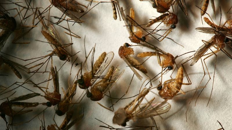 Shocking New Data West Nile Virus Explodes In Campania - dzwx355