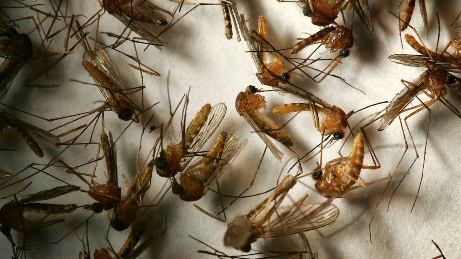 Mosquitoes spread dengue fever, cases of "have grown dramatically" according to the World Health Organization.