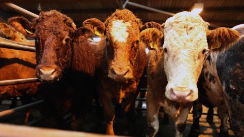 Beef cattle are sold at an auction. Oxfam says cutting out meat significantly reduces use of water, oil, land and other resources.