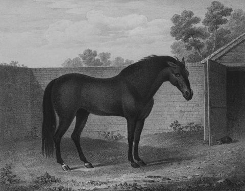 Every thoroughbred horse can be traced back to one of three stallions, and 95% of those go back to one -- the Godolphin Arabian, pictured. Named after his owner, Earl Francis Godolphin, the stallion lived from 1724-1753 and sired some of the greatest racehorses in history, with Seabiscuit and Man o' War just two of his direct descendants.