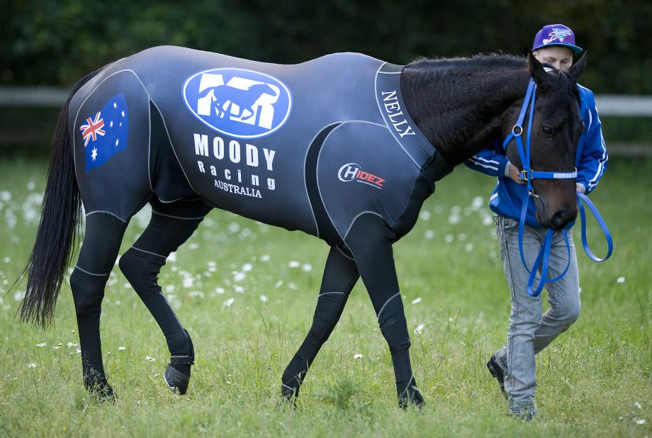 Black Caviar, pictured, is the most successful sprinter in the world with a unbeaten record of 25 wins.