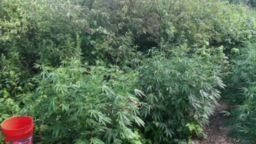 drought impacts marijuana growers_00000904