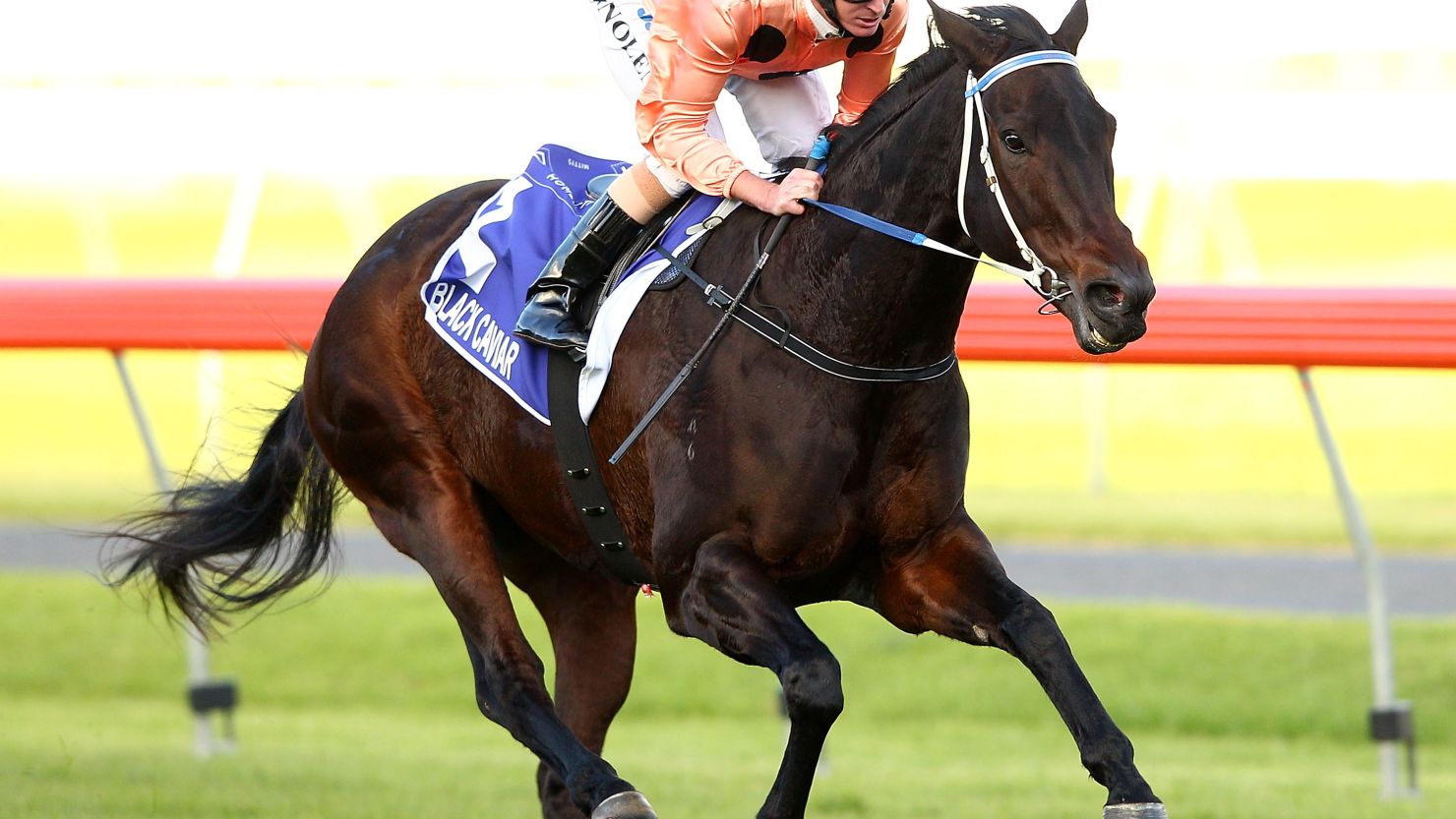 Black Caviar could make her long-awaited return to action early next year after recovering from injury.