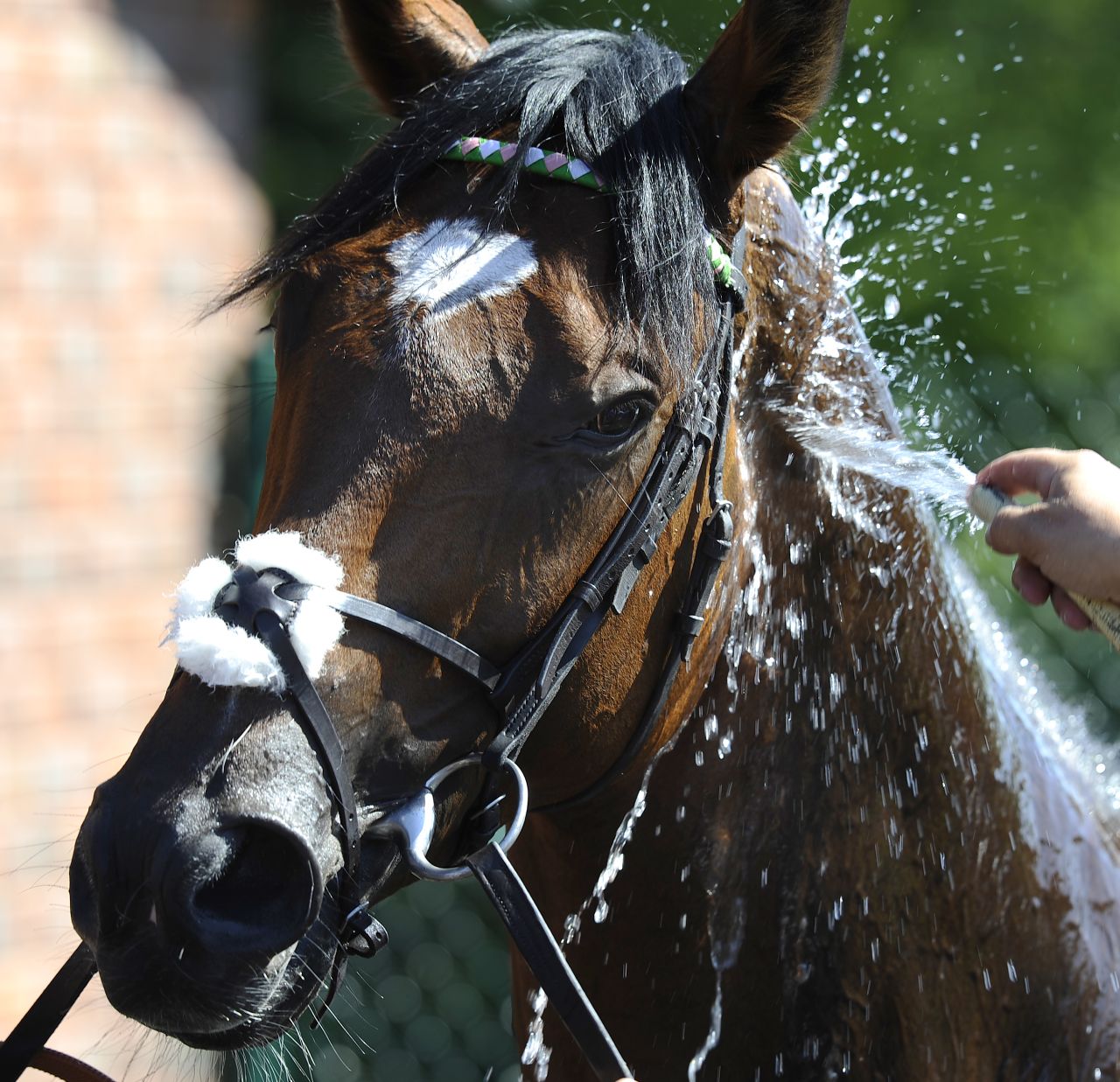 Frankel is washed down after racing at Goodwood racecourse on August 01, 2012 . He has earned his owners up to $16m at stud.
