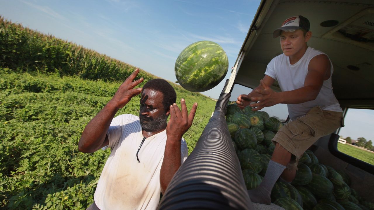 Migrant workers harvest watermelon last month near Vincennes, Indiana.