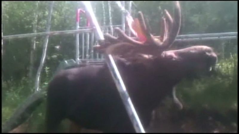 Moose gets antlers tangled in swing set