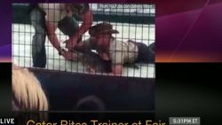 gator attacks trainer at fair exp _00001025