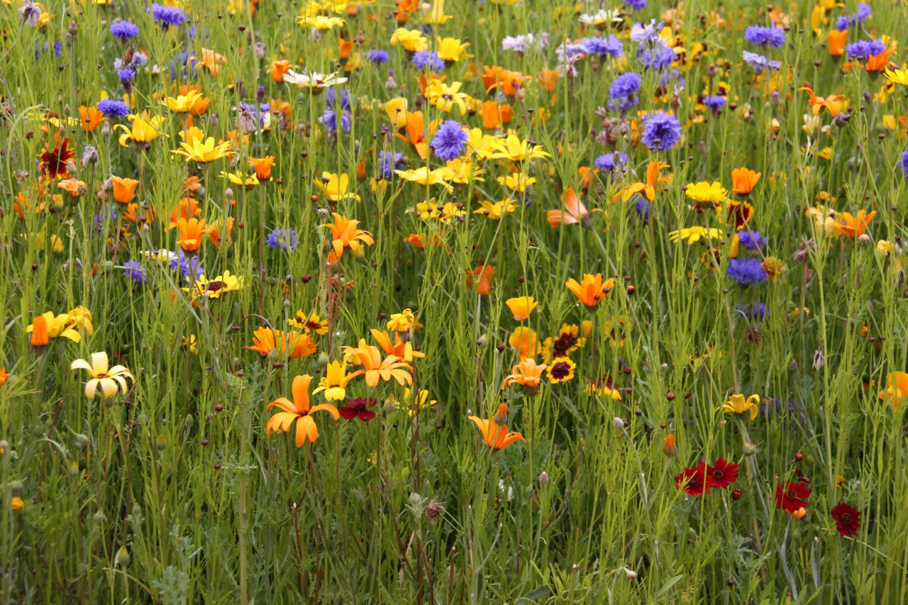 After years of hard work, the contaminated land has been cleaned up and planted with wildflowers all the colors of the rainbow.