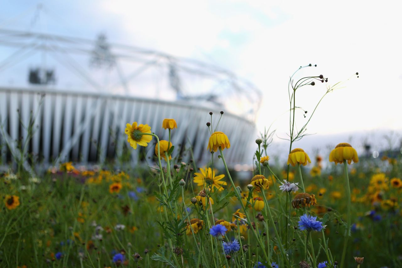They provide an oasis of calm in the heart of the bustling Olympic Park, which has welcomed thousands of sports fans in recent weeks.