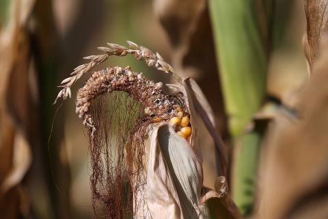 Heat and drought have destroyed corn yields.