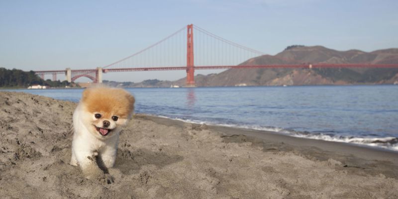 Boo boo hot sale pomeranian dog