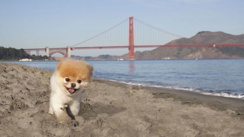 World's cutest dog' Boo dies