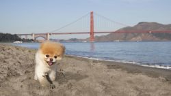"Boo is a well-traveled pup and has been able to offer us great advice on what products make pet travel easy," gushes Virgin America in a press release.