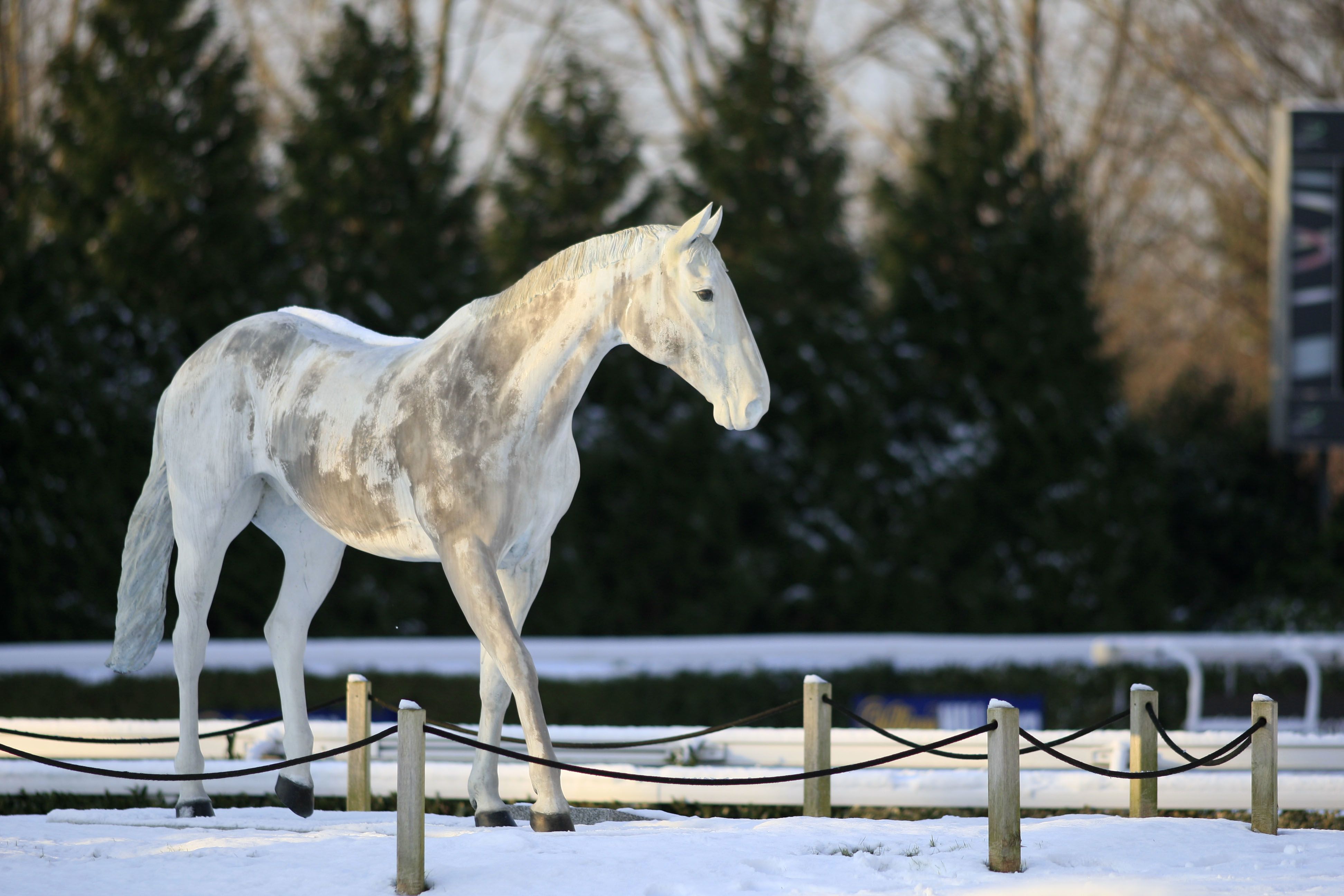 grey thoroughbred race horses