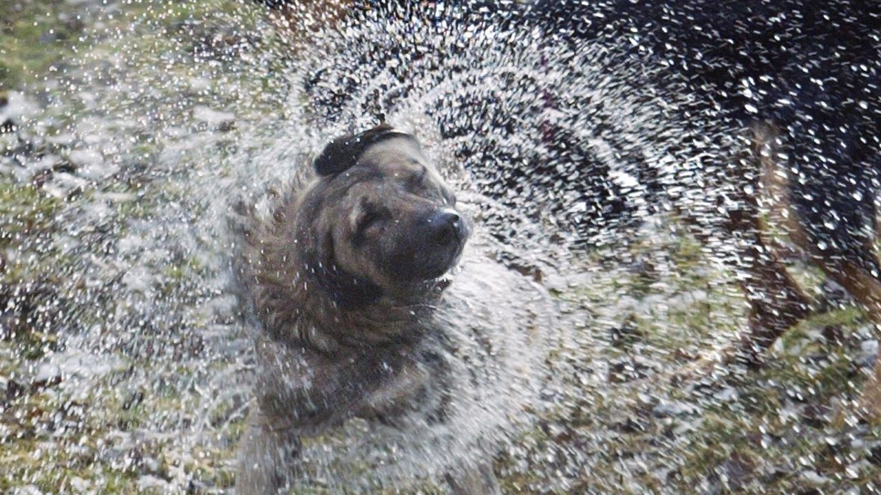 Furry friends shake in slo-mo | CNN