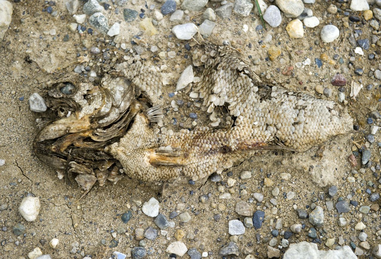 Fish remains bake in the heat in an area that is usually underwater at the Morse Reservoir in Indiana.