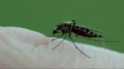 US west nile mosquitoes_00000519