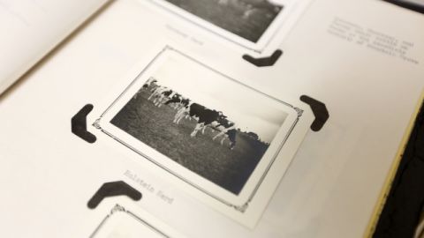 Mountain Grove, Missouri, has long been a regional hub of dairy production, as these historic photos show.