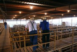 The Norwood Producers Auction has seen an unprecedented rate of dairy cattle being sold.