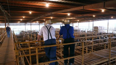 The Norwood Producers Auction has seen an unprecedented rate of dairy cattle being sold.