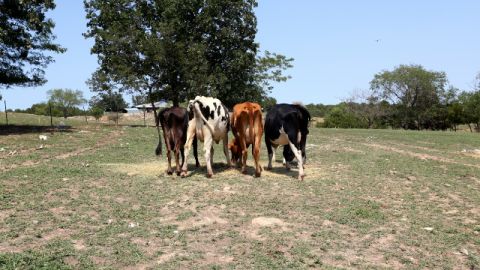 Recent rains have helped pastures turn green, but farmers say cattle would starve on this grass.