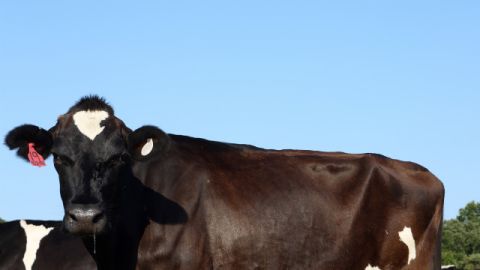 Farmers in southern Missouri are selling off dairy cows because their fields have dried up.