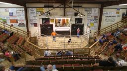 The Norwood Producers Auction has seen an unprecedented rate of dairy cattle being sold, many of them to slaughter.