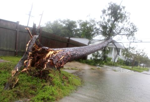 A tree toppled by hurricane-force winds lies on power lines near a home in New Orleans.