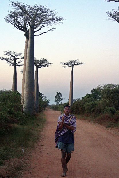 Baobab trees have long been used for various purposes, including providing food, shelter and water to rural communities in Madagascar.