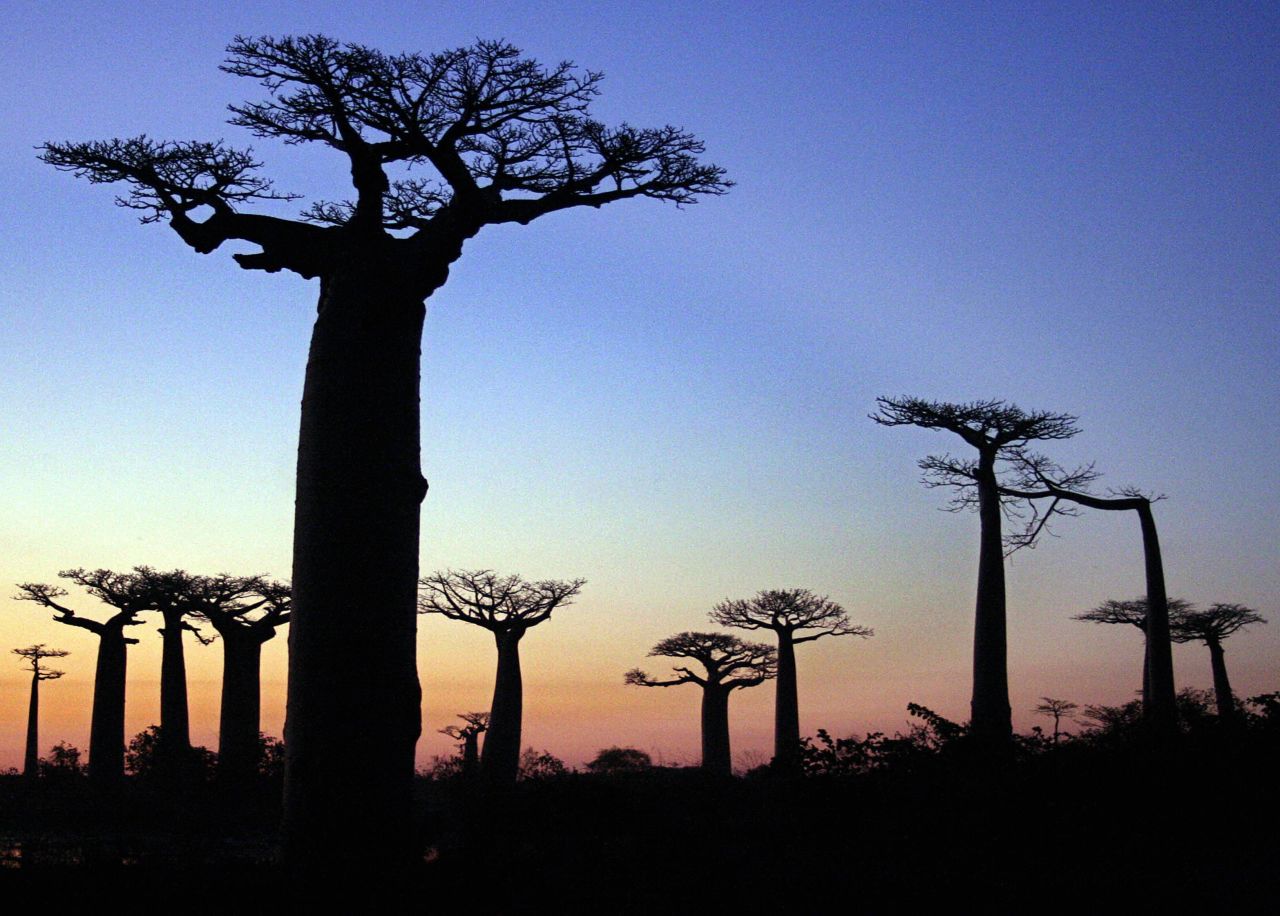 The spectacular baobab trees are a landmark of Madagascar, a large island located off the southeastern African coast.