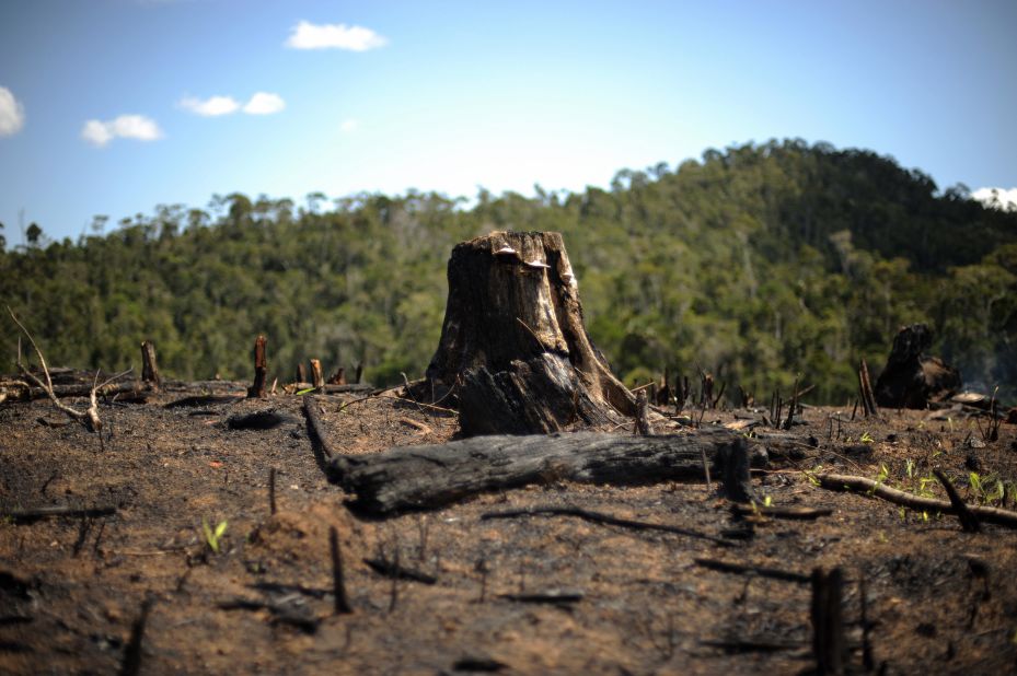 Environmentalists say that activities like slash-and-burn agriculture, logging and charcoal production are all destroying the island's forests.