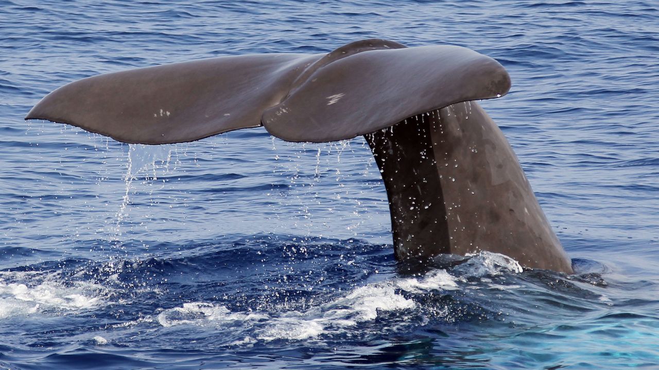 Was this the culprit? Hard to say. But some vomiting whale made an English kid $63,000 richer.
