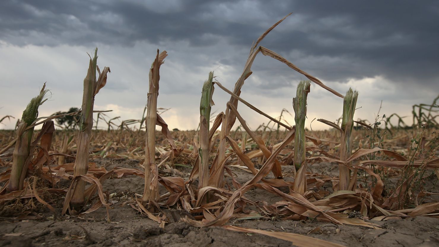 Rain clouds gather over the remnants of parched corn stalks on the plains of eastern Colorado, United States.
