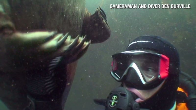 Distraction: Seal holds hands with diver | CNN