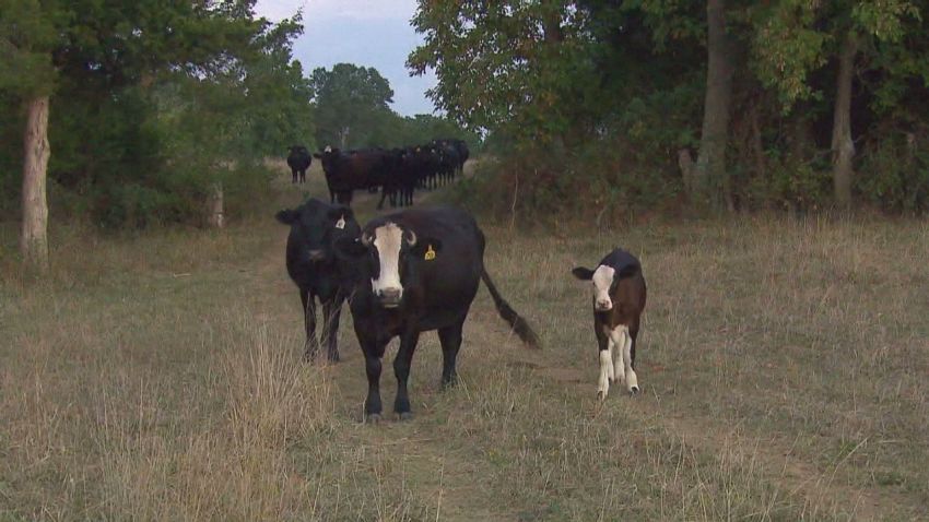 candiotti.rancher.rain_00001324