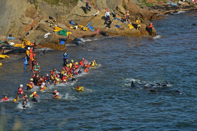 Emergency services workers tend to a large number of pilot whales that were beached on Monday in Pittenweem, near St. Andrews, Scotland.