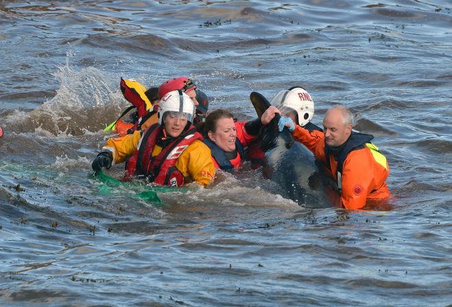 Workers help guide a whale out to sea.