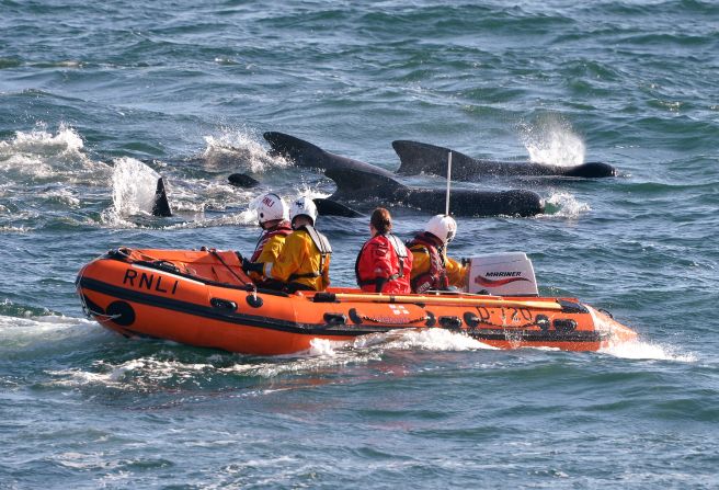 The Fife Coastguard, the British Divers Marine Life Rescue Team and the Scottish Society for Prevention of Cruelty to Animals were among the groups helping with the rescue effort.