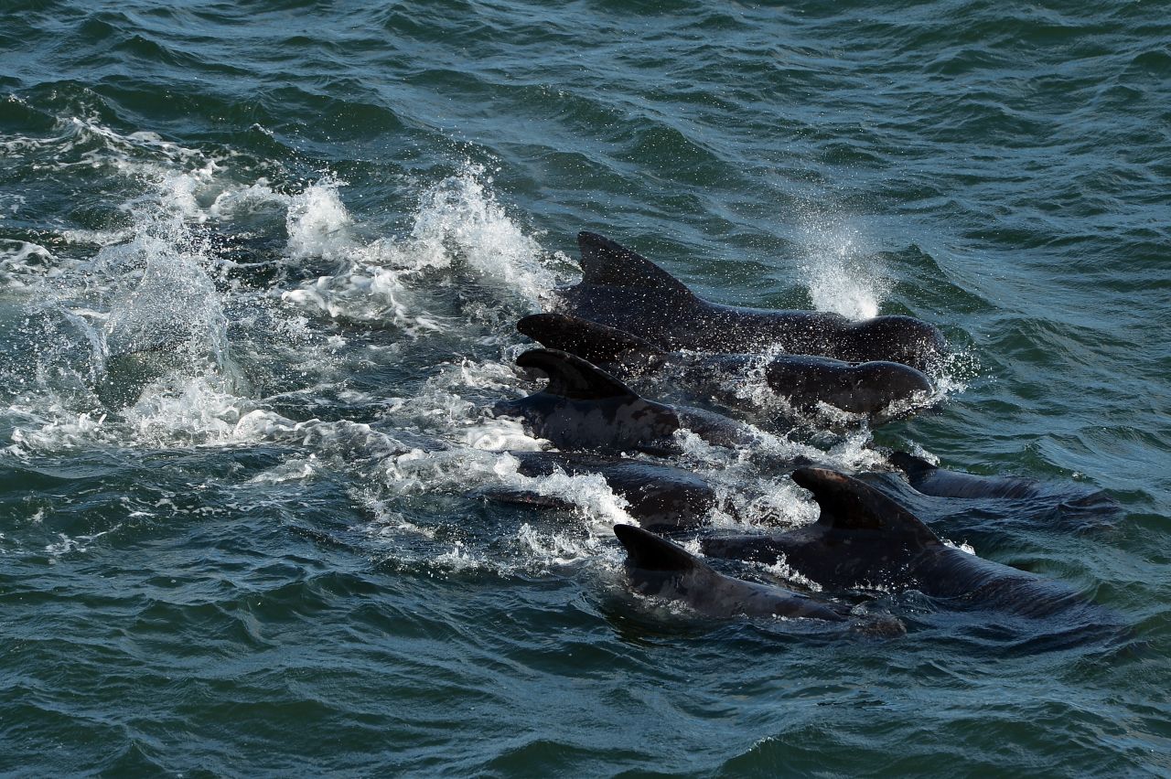 A group of whales near the coast of Pittenweem is herded into deeper water.