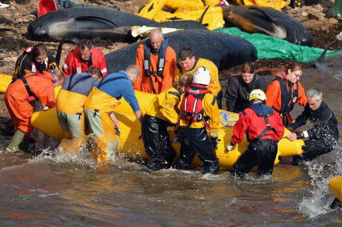 A beached whale is moved back into the ocean.