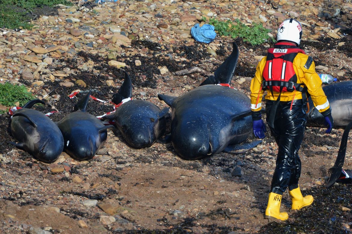 Emergency service personnel walk near beached whales that could not be saved.
