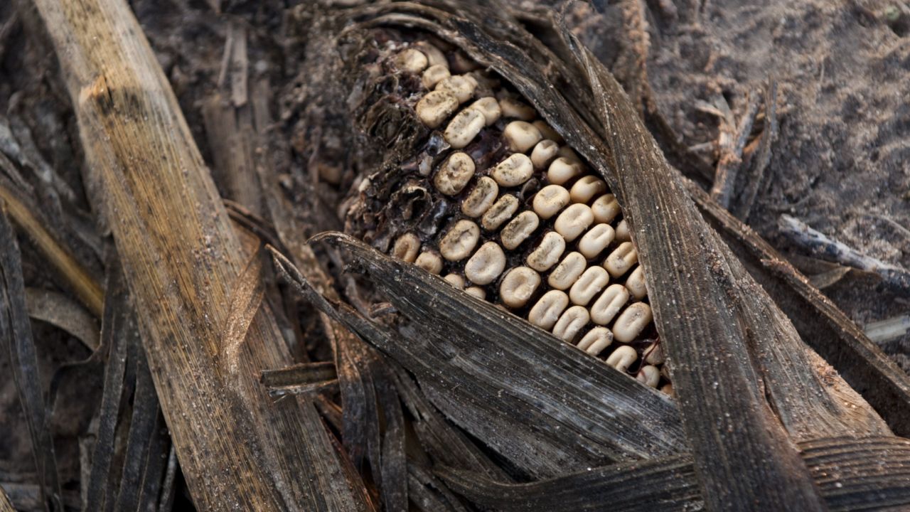 Rotting corn was damaged by severe drought on a farm near Bruceville, Indiana. 